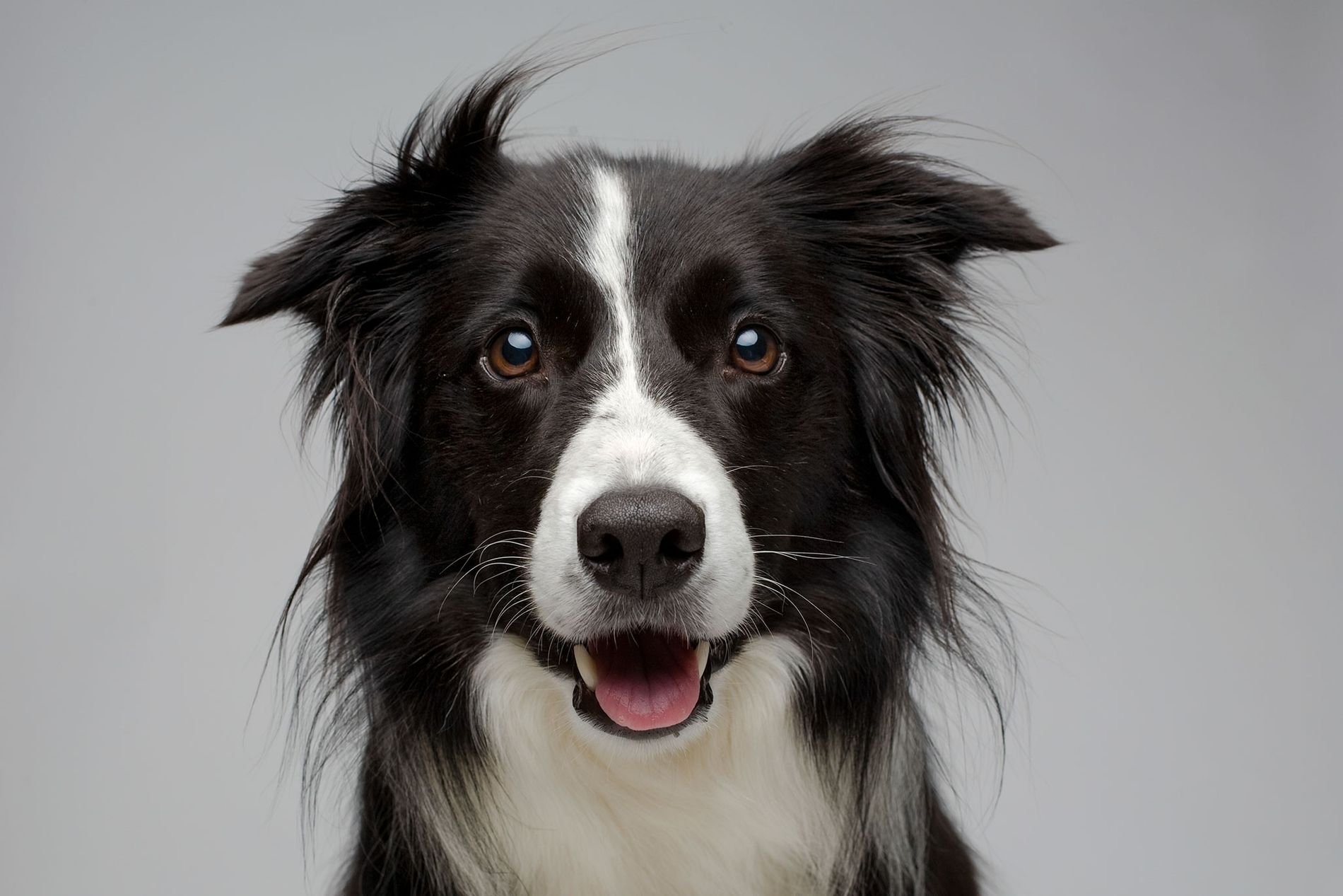 Cachorro feliz e saudável
