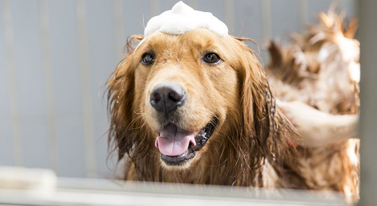 Atendimento veterinário especializado