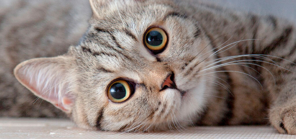Gato com olhos expressivos